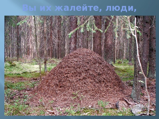 Вы их жалейте, люди, 