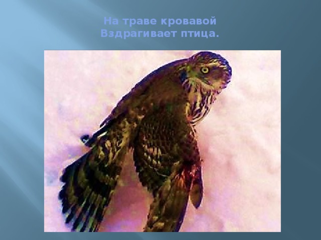  На траве кровавой  Вздрагивает птица.   