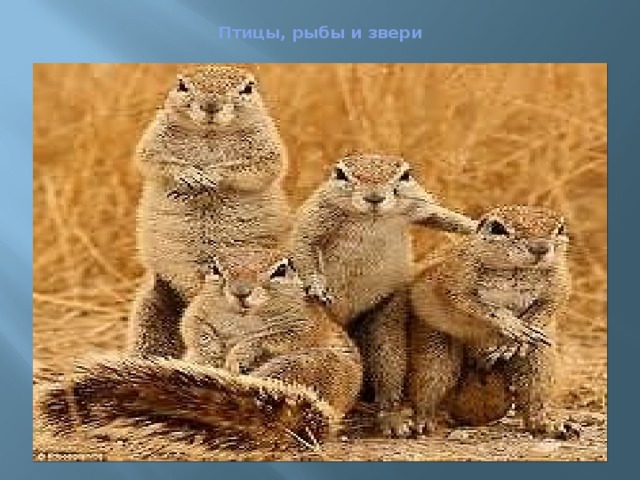  Птицы, рыбы и звери   