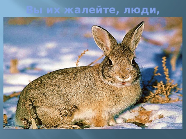 Вы их жалейте, люди, 
