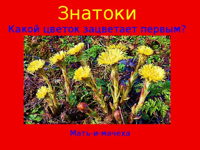 Знатоки  Какой цветок зацветает первым? Мать-и-мачеха 