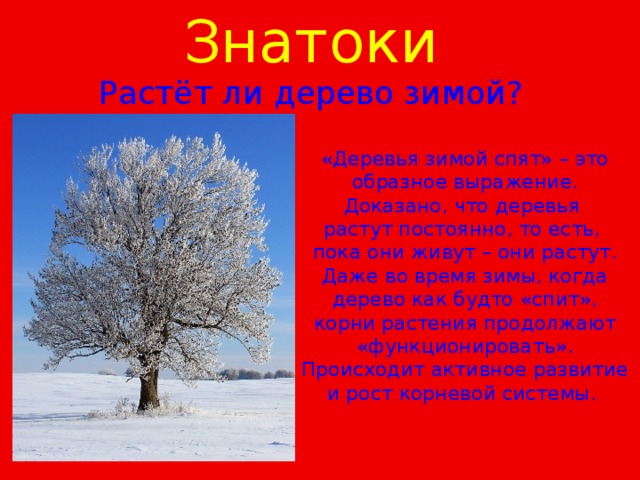 Знатоки  Растёт ли дерево зимой? «Деревья зимой спят» – это образное выражение. Доказано, что деревья растут постоянно, то есть, пока они живут – они растут. Даже во время зимы, когда дерево как будто «спит», корни растения продолжают «функционировать». Происходит активное развитие и рост корневой системы.   