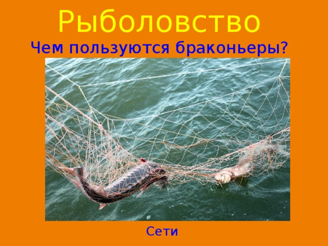 Рыболовство  Чем пользуются браконьеры? Сети 