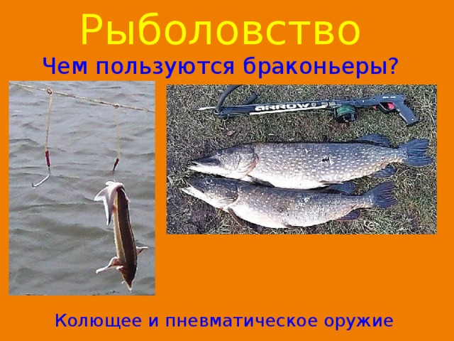 Рыболовство  Чем пользуются браконьеры? Колющее и пневматическое оружие 