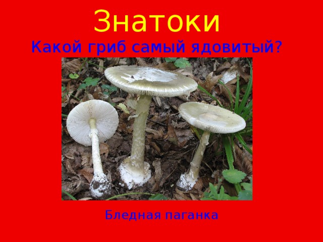 Знатоки  Какой гриб самый ядовитый? Бледная паганка 