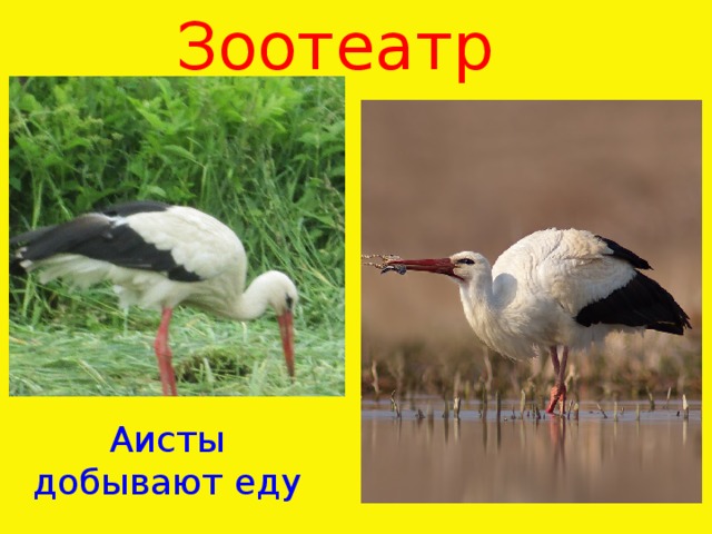 Зоотеатр   Аисты добывают еду 