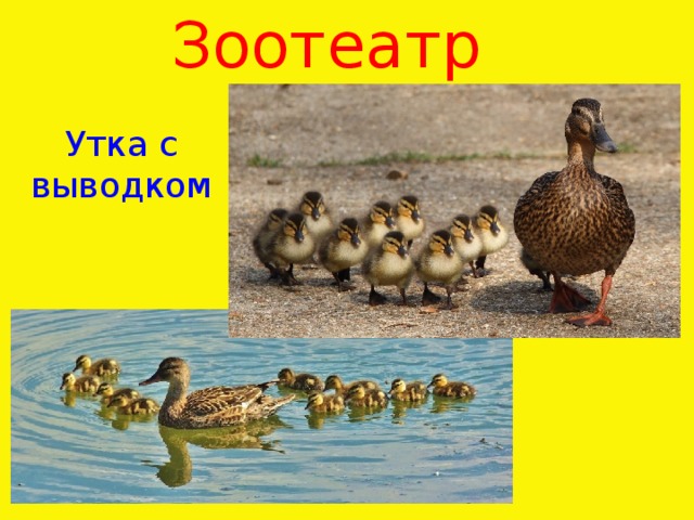 Зоотеатр   Утка с выводком 
