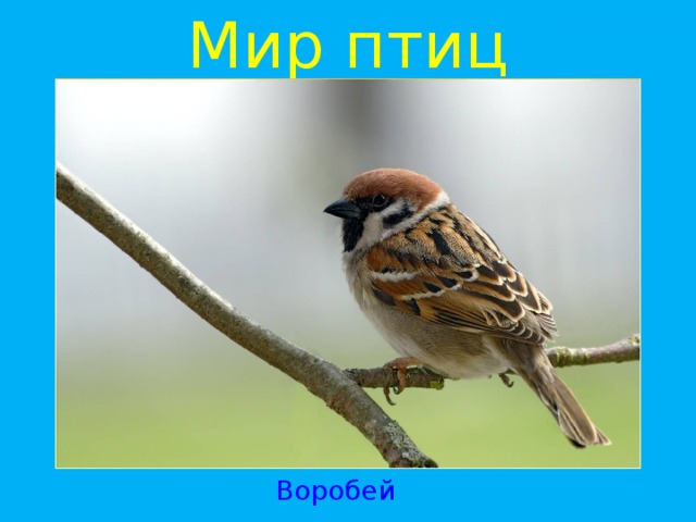 Мир птиц Воробей 