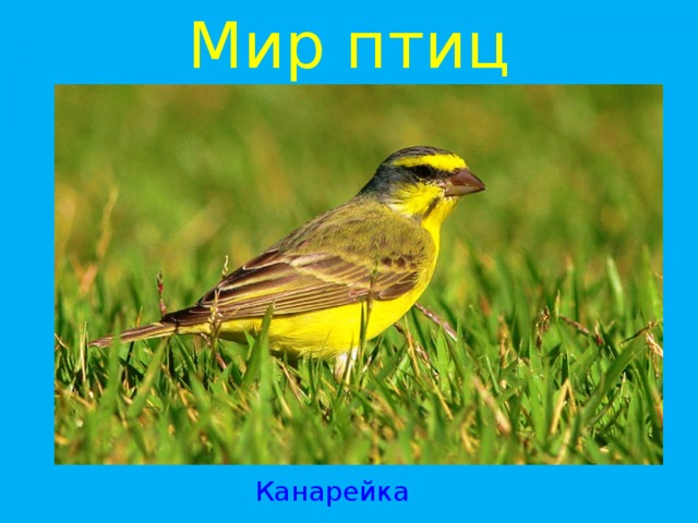 Мир птиц Канарейка 
