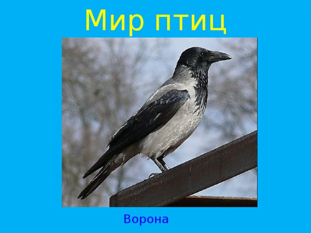 Мир птиц Ворона 