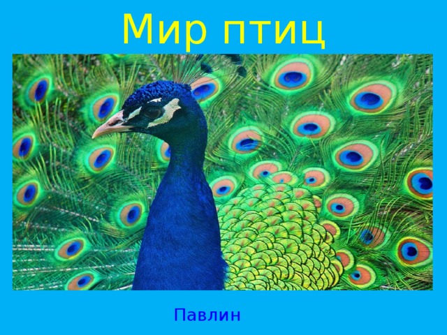 Мир птиц Павлин 