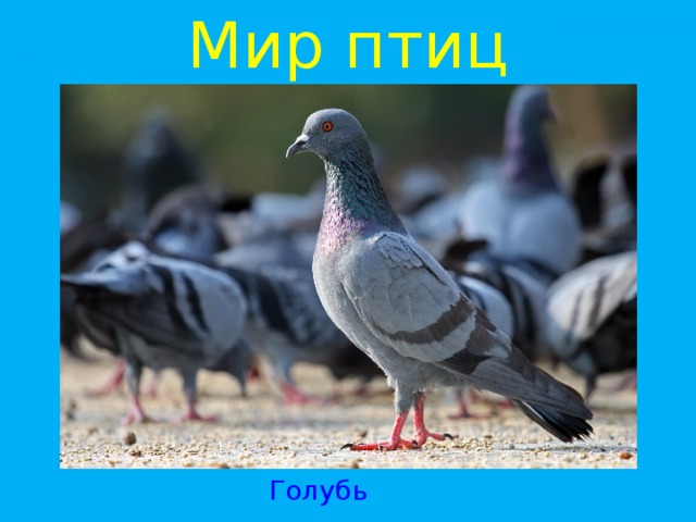 Мир птиц Голубь 