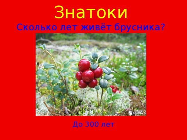 Знатоки  Сколько лет живёт брусника? До 300 лет 