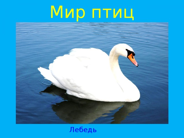 Мир птиц Лебедь 