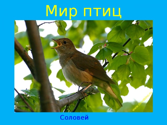 Мир птиц Соловей 