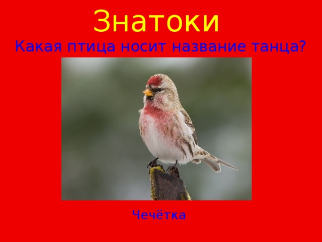 Знатоки  Какая птица носит название танца? Чечётка 