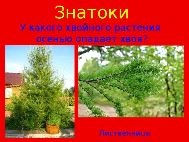 Знатоки  У какого хвойного растения осенью опадает хвоя?  Лиственница 