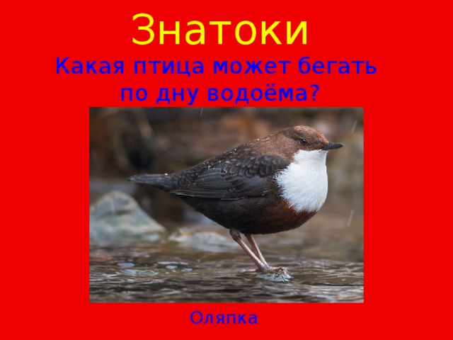 Знатоки  Какая птица может бегать по дну водоёма? Оляпка 