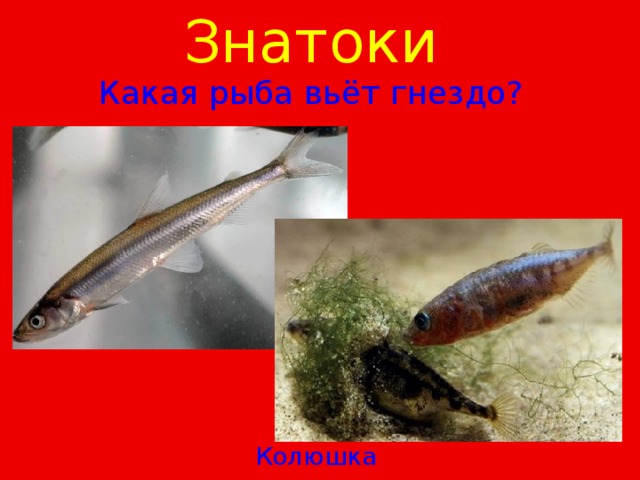Знатоки  Какая рыба вьёт гнездо? Колюшка 