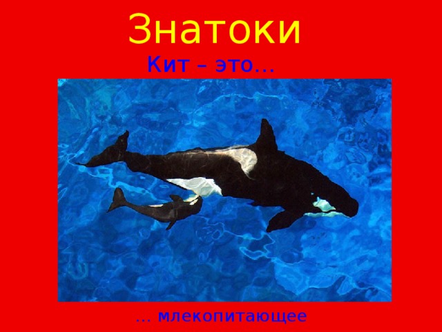 Знатоки  Кит – это… … млекопитающее 