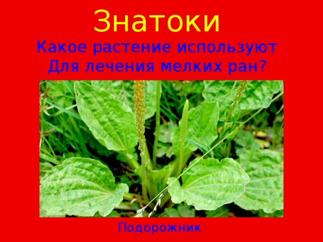 Знатоки  Какое растение используют Для лечения мелких ран? Подорожник 