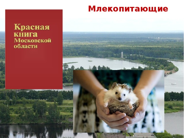   Млекопитающие 