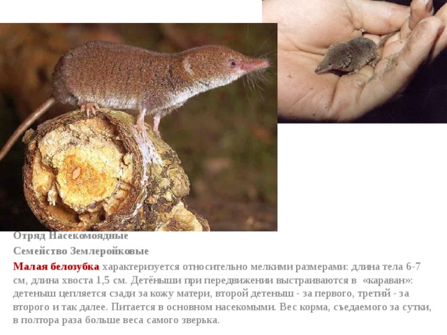 Отряд Насекомоядные Семейство Землеройковые  Малая белозубка характеризуется относительно мелкими размерами: длина тела 6-7 см, длина хвоста 1,5 см. Детёныши при передвижении выстраиваются в «караван»: детеныш цепляется сзади за кожу матери, второй детеныш - за первого, третий - за второго и так далее. Питается в основном насекомыми. Вес корма, съедаемого за сутки, в полтора раза больше веса самого зверька. 