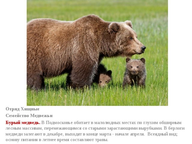 Отряд Хищные  Семейство Медвежьи Бурый медведь. В Подмосковье обитает в малолюдных местах по глухим обширным лесным массивам, перемежающимся со старыми зарастающими вырубками. В берлоги медведи залегают в декабре, выходят в конце марта - начале апреля.  Всеядный вид; основу питания в летнее время составляют травы. 