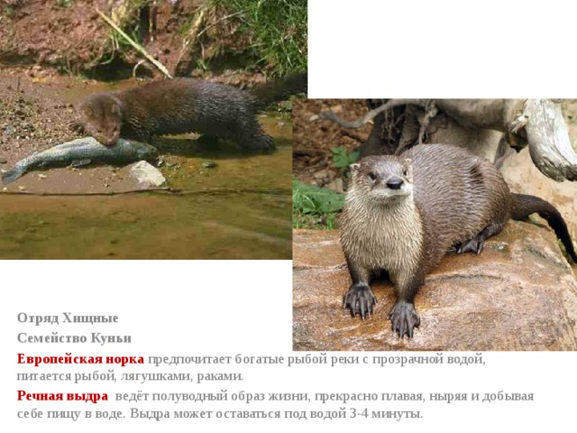 Отряд Хищные Семейство Куньи Европейская норка предпочитает богатые рыбой реки с прозрачной водой,  питается рыбой, лягушками, раками. Речная выдра   ведёт полуводный образ жизни, прекрасно плавая, ныряя и добывая себе пищу в воде. Выдра может оставаться под водой 3-4 минуты. 