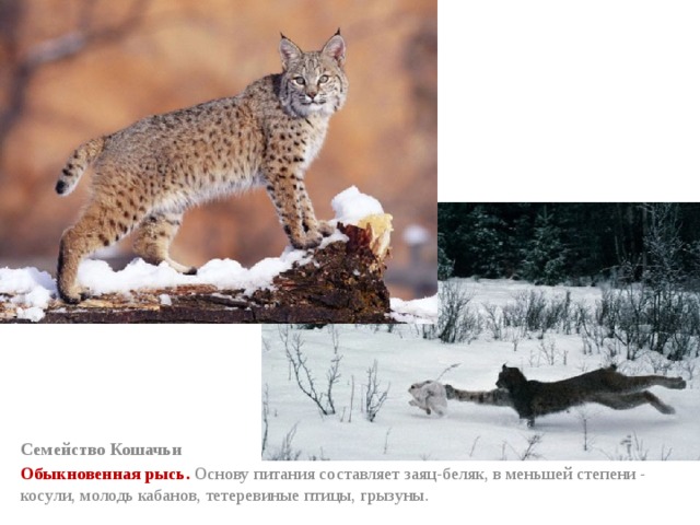 Семейство Кошачьи Обыкновенная рысь. Основу питания составляет заяц-беляк, в меньшей степени - косули, молодь кабанов, тетеревиные птицы, грызуны. 