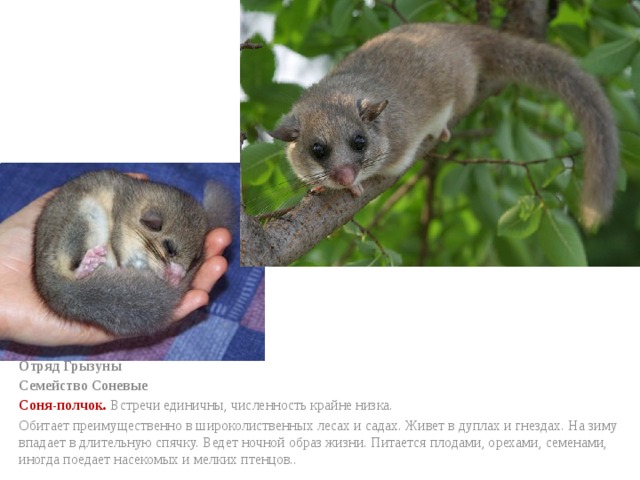 Отряд Грызуны Семейство Соневые Соня-полчок. Встречи единичны, численность крайне низка. Обитает преимущественно в широколиственных лесах и садах. Живет в дуплах и гнездах. На зиму впадает в длительную спячку. Ведет ночной образ жизни. Питается плодами, орехами, семенами, иногда поедает насекомых и мелких птенцов.. 