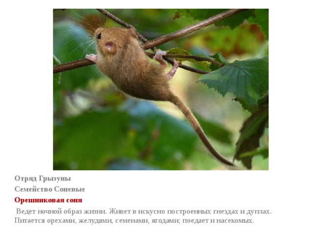 Отряд Грызуны Семейство Соневые Орешниковая соня   Ведет ночной образ жизни. Живет в искусно построенных гнездах и дуплах. Питается орехами, желудями, семенами, ягодами; поедает и насекомых. 