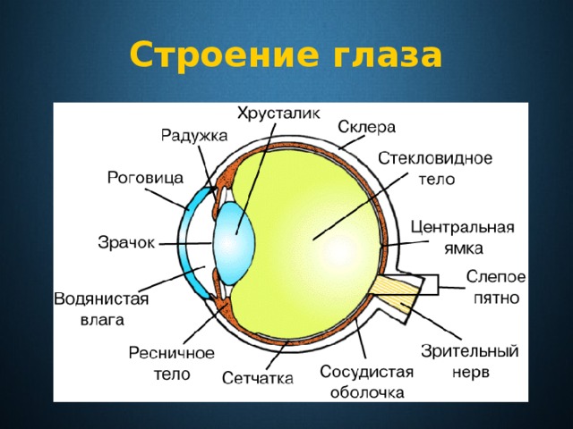 Строение глаза 