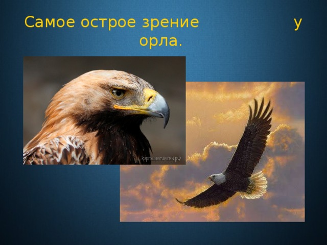 Самое острое зрение у орла. 