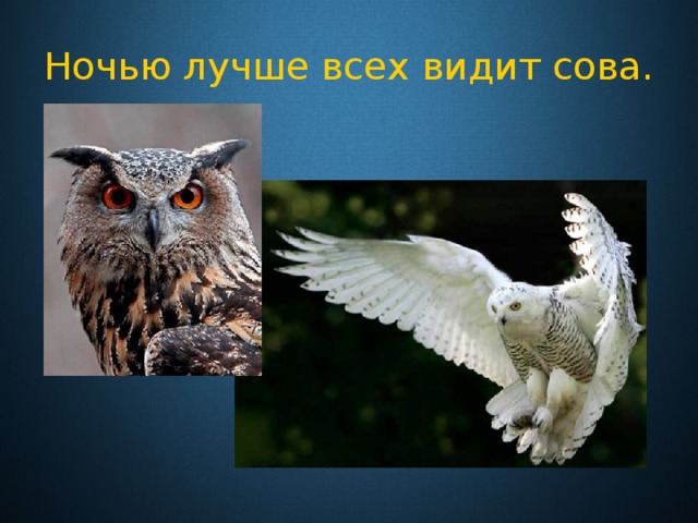 Ночью лучше всех видит сова. 