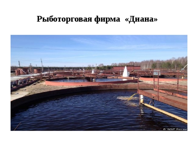Рыботорговая фирма «Диана» 
