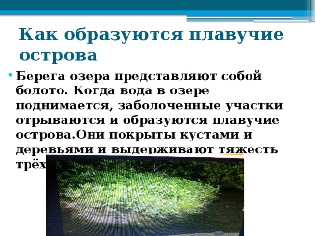 Как образуются плавучие острова Берега озера представляют собой болото. Когда вода в озере поднимается, заболоченные участки отрываются и образуются плавучие острова.Они покрыты кустами и деревьями и выдерживают тяжесть трёх-четырёх человек. 