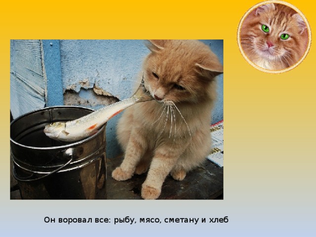 Он воровал все: рыбу, мясо, сметану и хлеб  