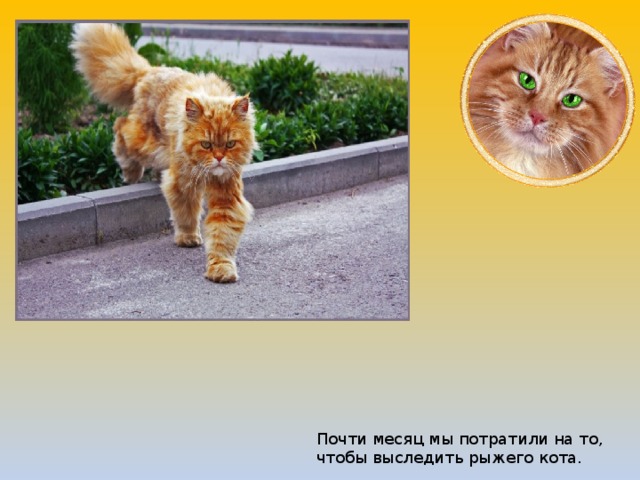 Почти месяц мы потратили на то, чтобы выследить рыжего кота.  
