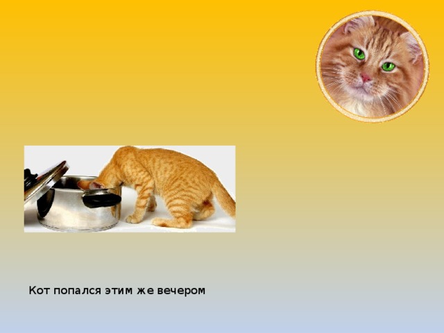 Кот попался этим же вечером  