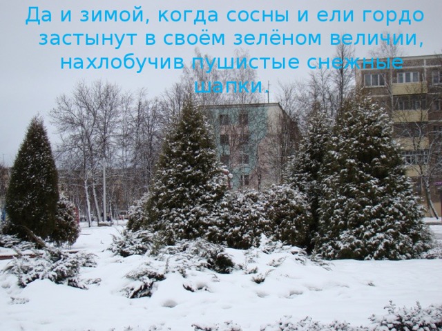 Да и зимой, когда сосны и ели гордо застынут в своём зелёном величии, нахлобучив пушистые снежные шапки. 