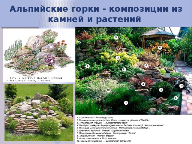 Альпийские горки - композиции из камней и растений  