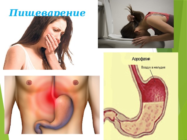 Пищеварение  