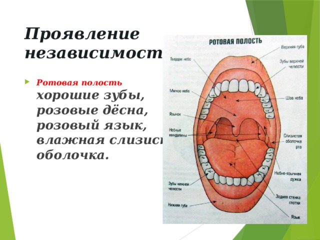Проявление независимости Ротовая полость  хорошие зубы,  розовые дёсна,  розовый язык,  влажная слизистая  оболочка. 
