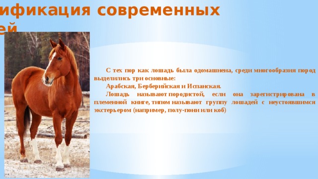 Классификация современных лошадей С тех пор как лошадь была одомашнена, среди многообразия пород выделились три основные: Арабская, Берберийская и Испанская. Лошадь называют породистой, если она зарегистрирована в племенной книге, типом называют группу лошадей с неустоявшимся экстерьером (например, полу-пони или коб) 