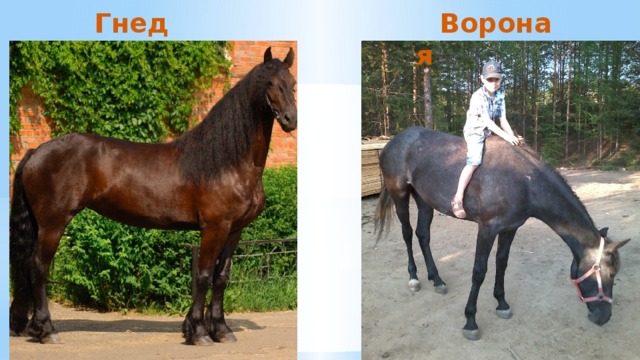 Вороная  Гнедая  