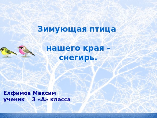 Зимующая птица  нашего края - снегирь.   Елфимов Максим ученик 3 «А» класса 