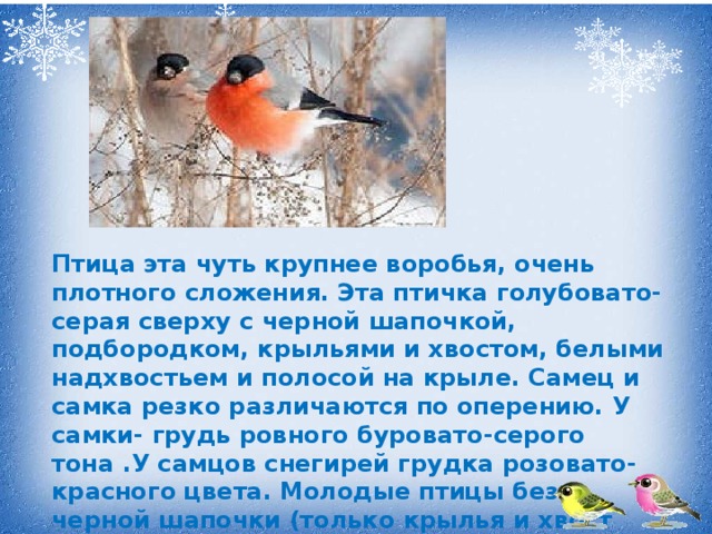 Птица эта чуть крупнее воробья, очень плотного сложения. Эта птичка голубовато-серая сверху с черной шапочкой, подбородком, крыльями и хвостом, белыми надхвостьем и полосой на крыле. Самец и самка резко различаются по оперению. У самки- грудь ровного буровато-серого тона .У самцов снегирей грудка розовато-красного цвета. Молодые птицы без черной шапочки (только крылья и хвост черные). 