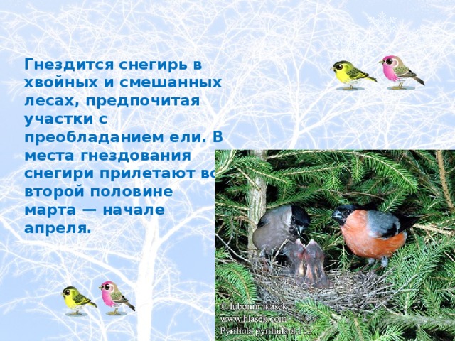      Гнездится снегирь в хвойных и смешанных лесах, предпочитая участки с преобладанием ели. В места гнездования снегири прилетают во второй половине марта — начале апреля.   