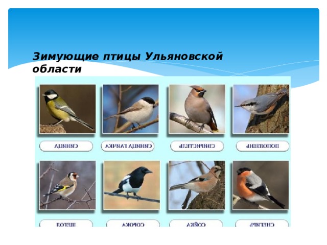 Зимующие птицы Ульяновской области   